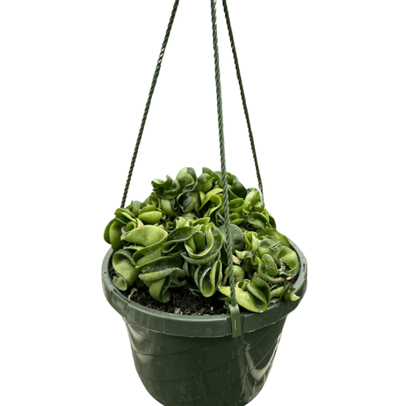 hoya-rope-plant in a 8 inch pot