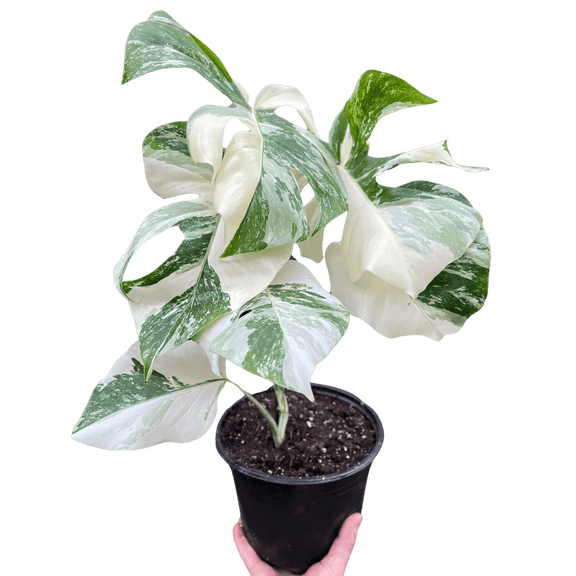 Monstera 'Albo Borsigiana' - Rare White Variegated Collector Plant Monstera 'Albo Borsigiana' - Rare White Variegated Collector Plant