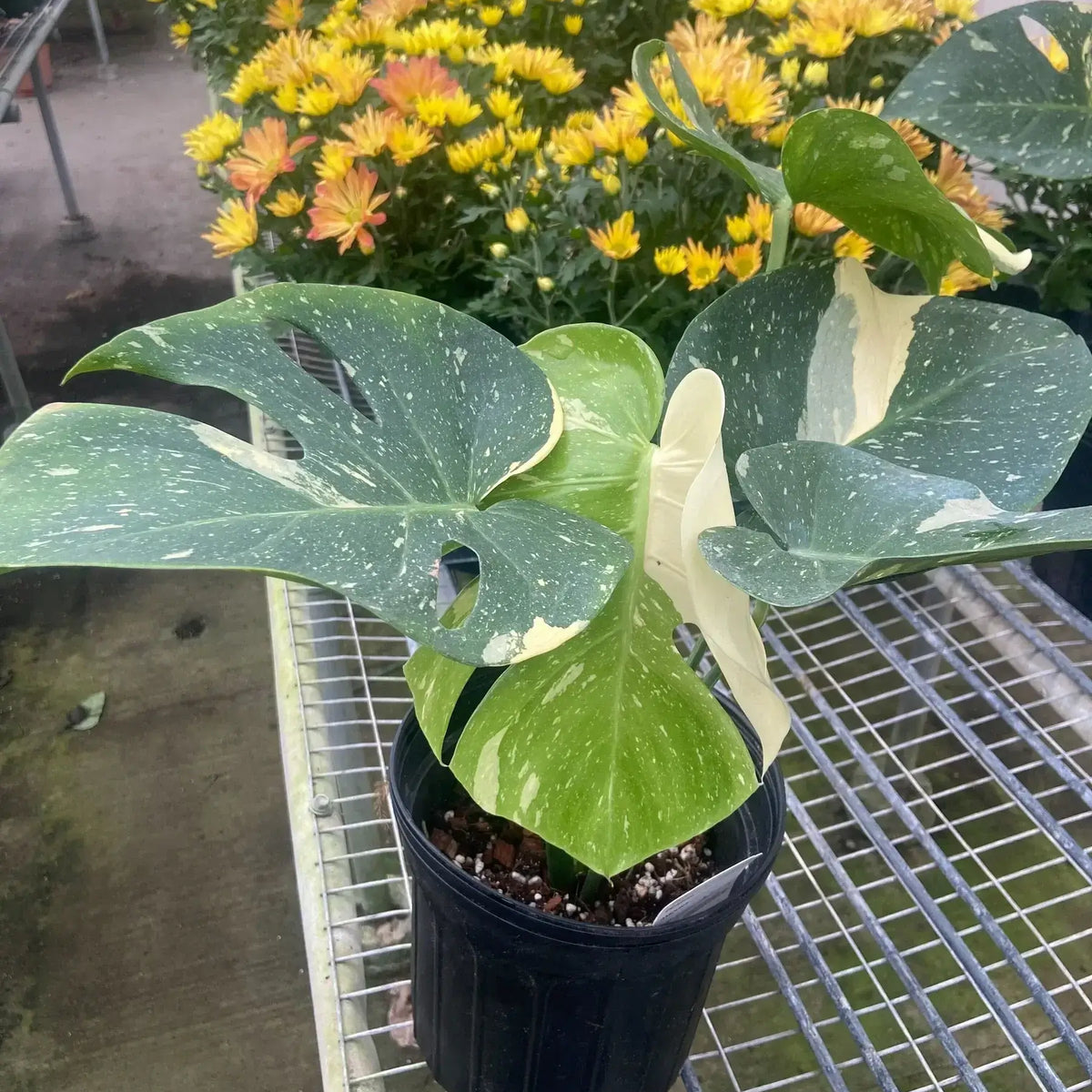 Beautiful monstera-thai-constellation plant by All About Planties™