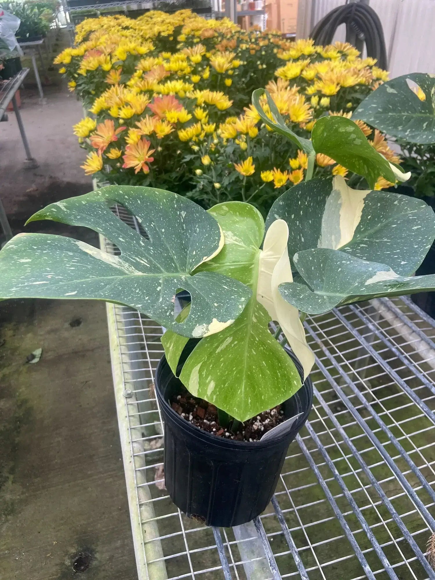 Beautiful monstera-thai-constellation plant