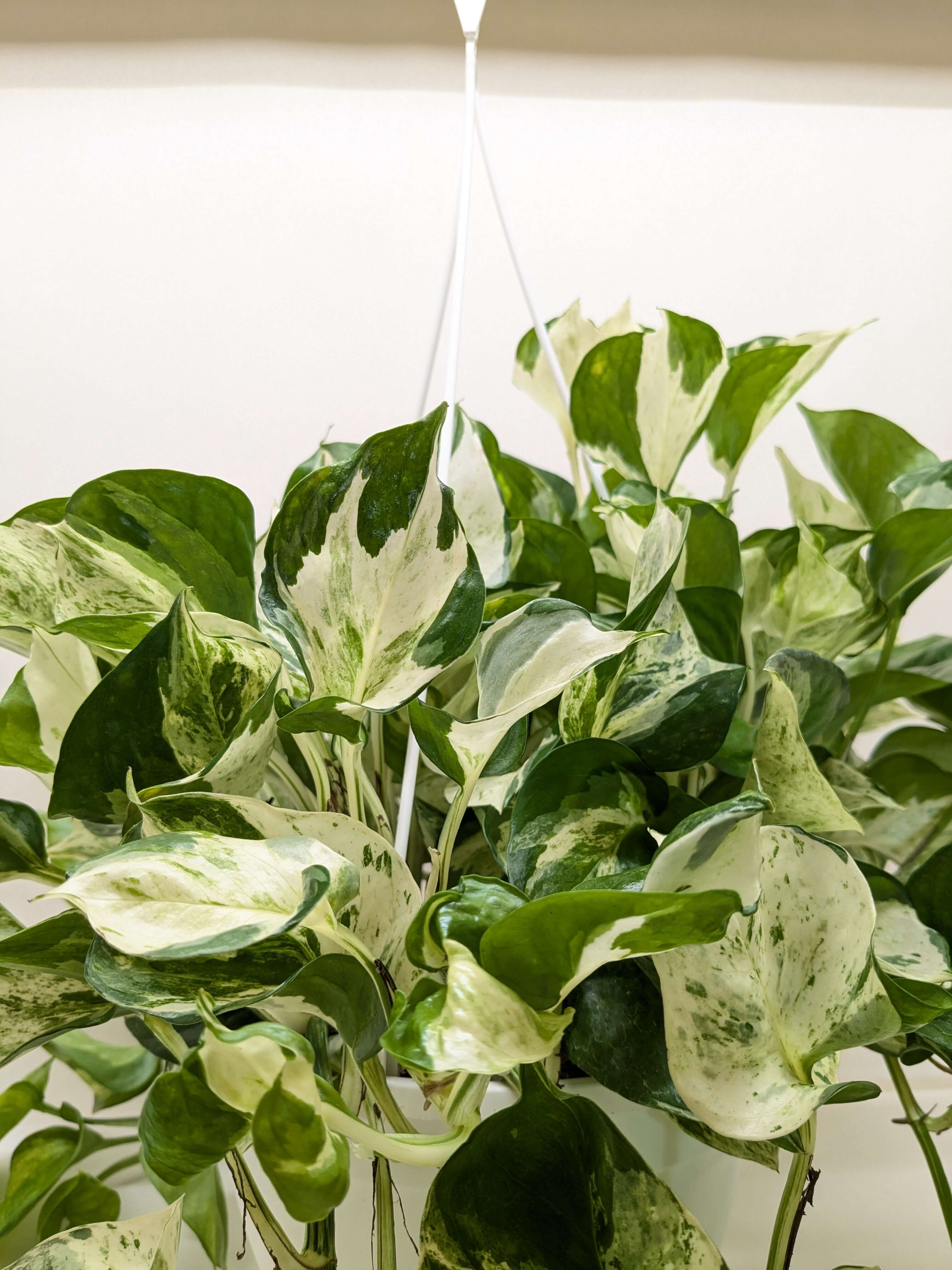 【超マニア向け】Pothos aff.remotiflorus【ラス1】② Pothos Manjula - Rare Variegated Trailing Plant | Easy Care – All