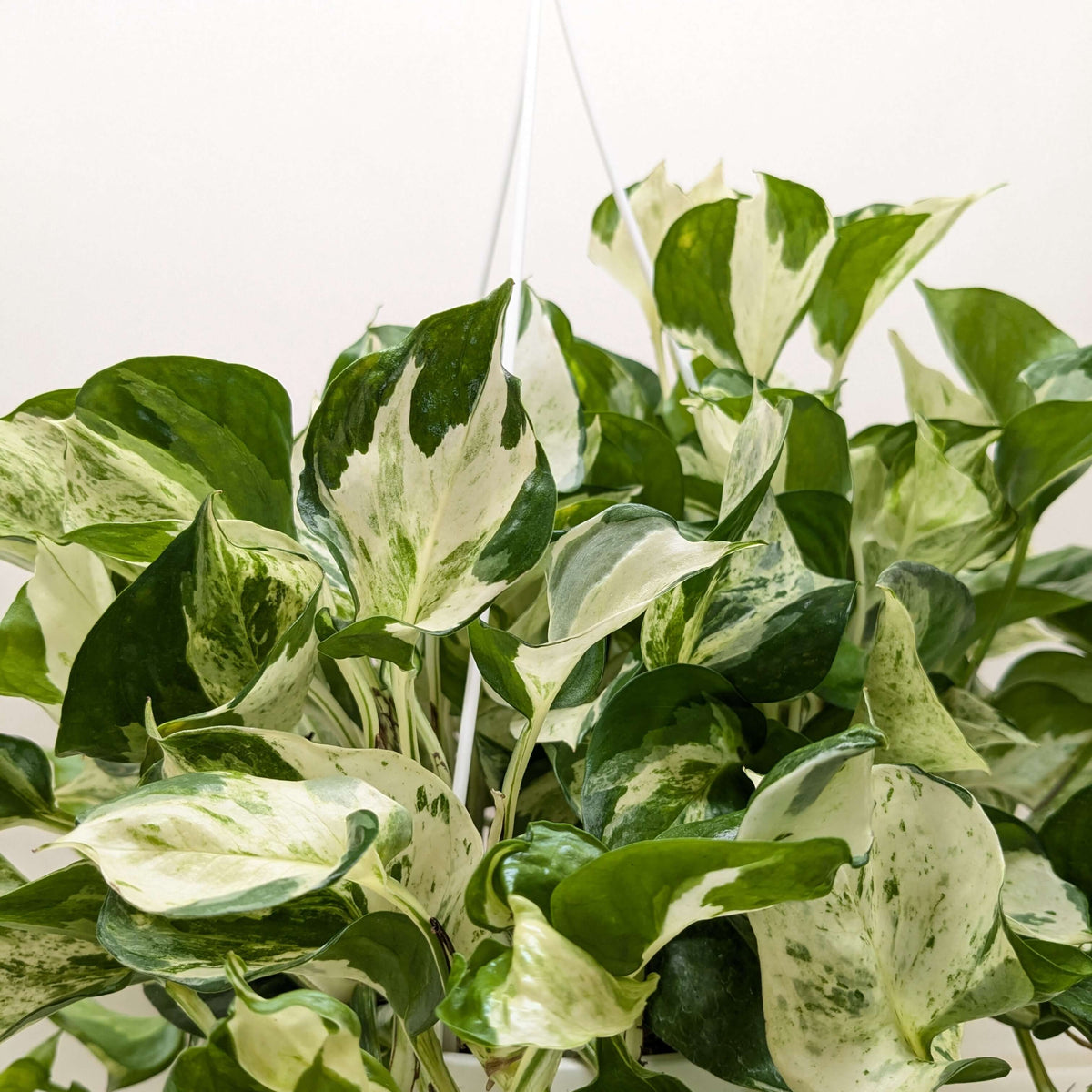 Pothos Manjula low-light tolerant trailing plant with elegant variegation