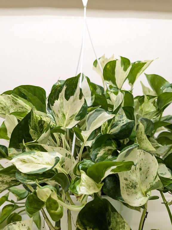 green white pothos Pothos Manjula