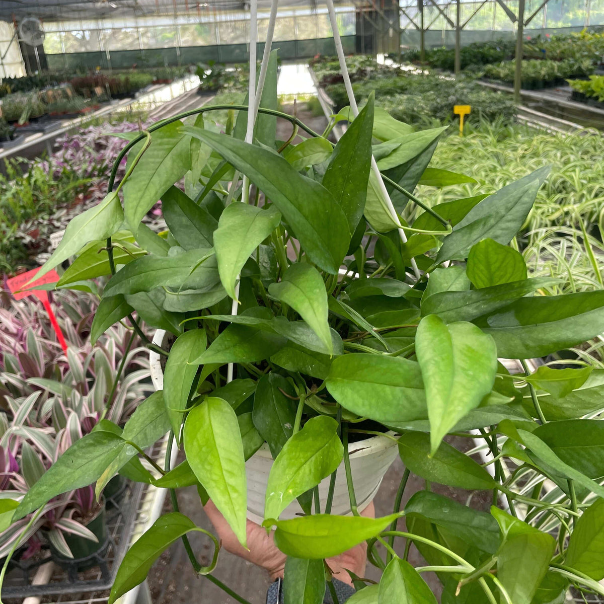 Pothos 'Skeleton Key'