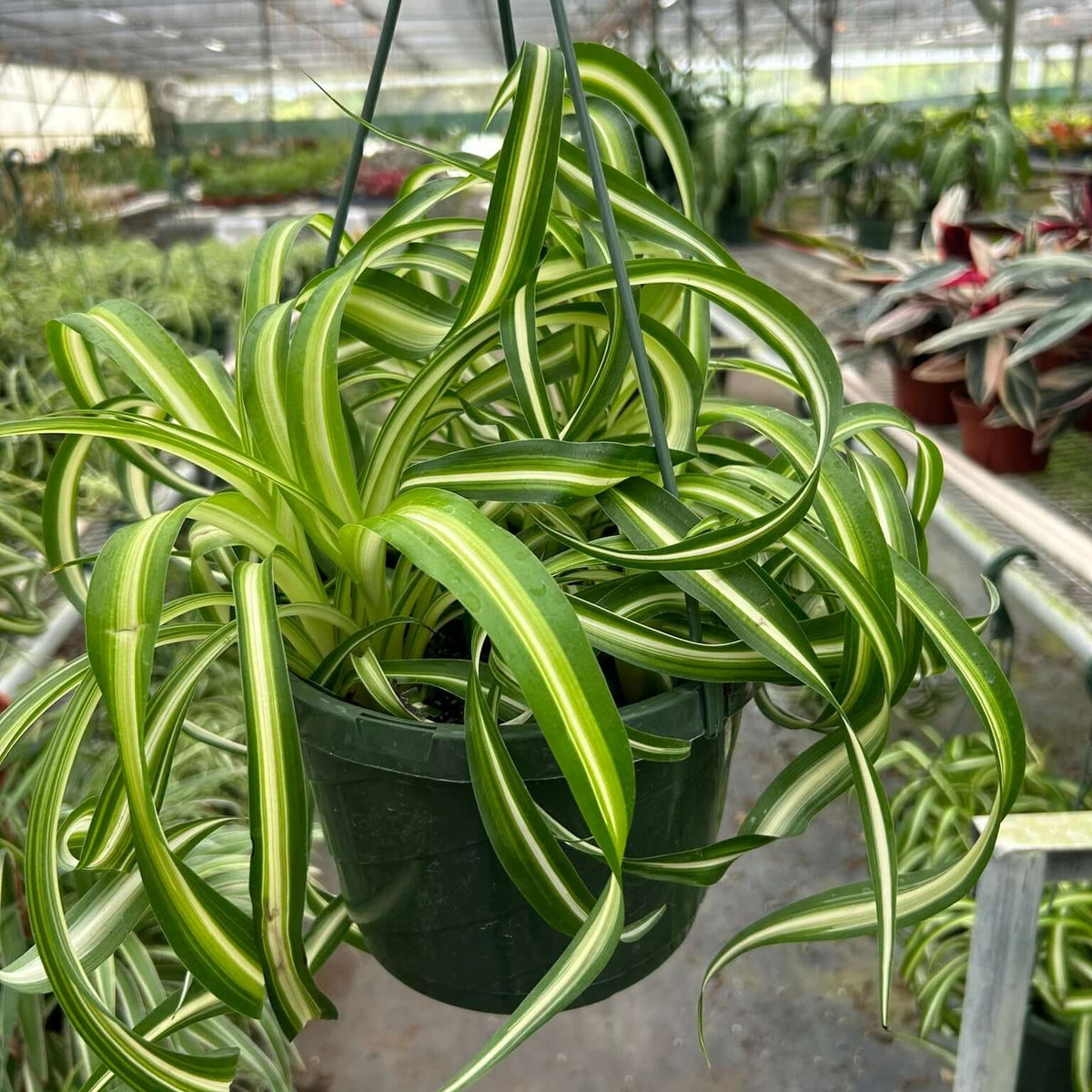 Spider Plant 'Bonnie' Plants at All About Planties
