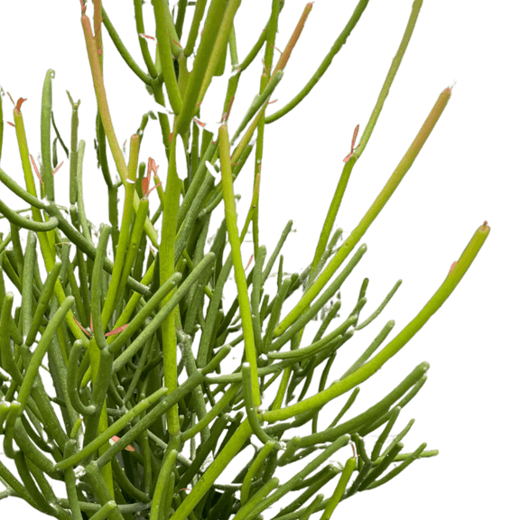 euphorbia pencil cactus care Euphorbia 'Pencil Cactus'