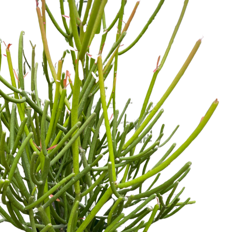 Euphorbia 'Pencil Cactus' | Striking and Low-Maintenance Succulent