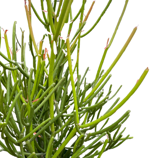 Euphorbia 'Pencil Cactus' | Striking and Low-Maintenance Succulent