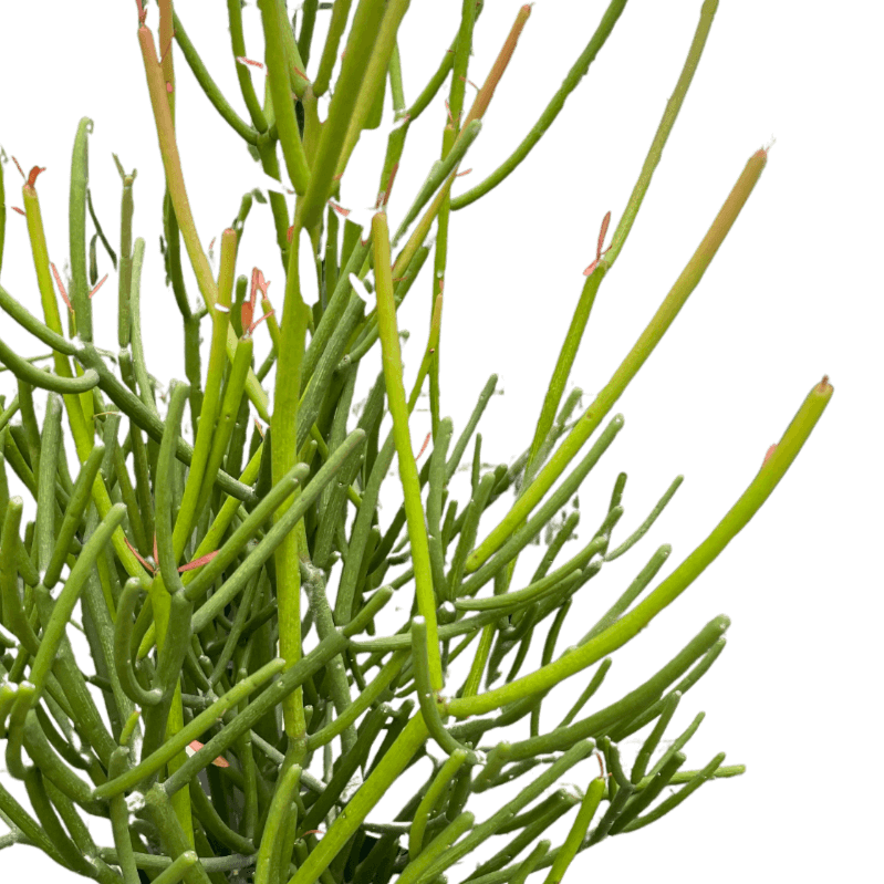 Euphorbia 'Pencil Cactus' | Striking and Low-Maintenance Succulent | All About Planties™