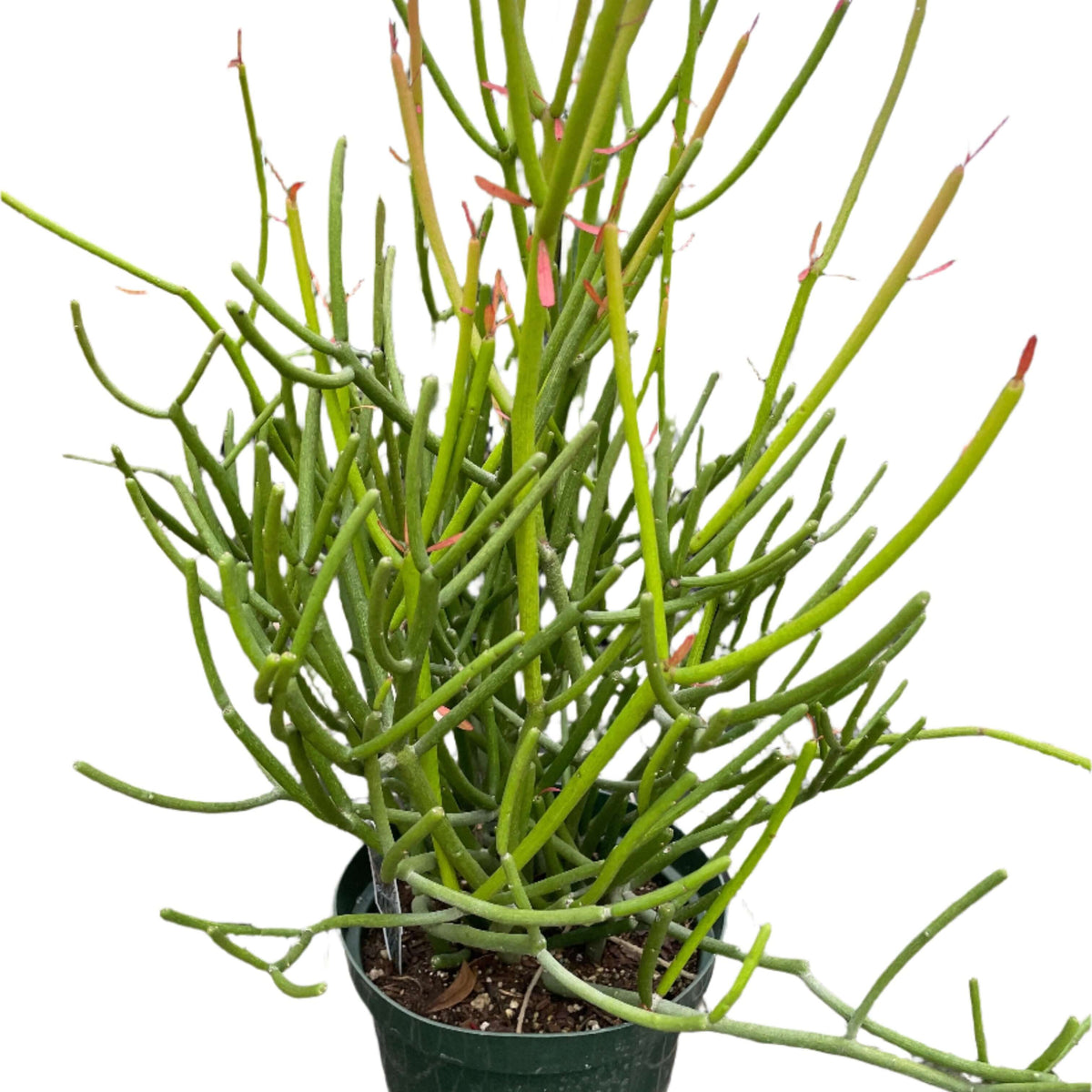 Euphorbia 'Pencil Cactus' | Striking and Low-Maintenance Succulent | All About Planties™