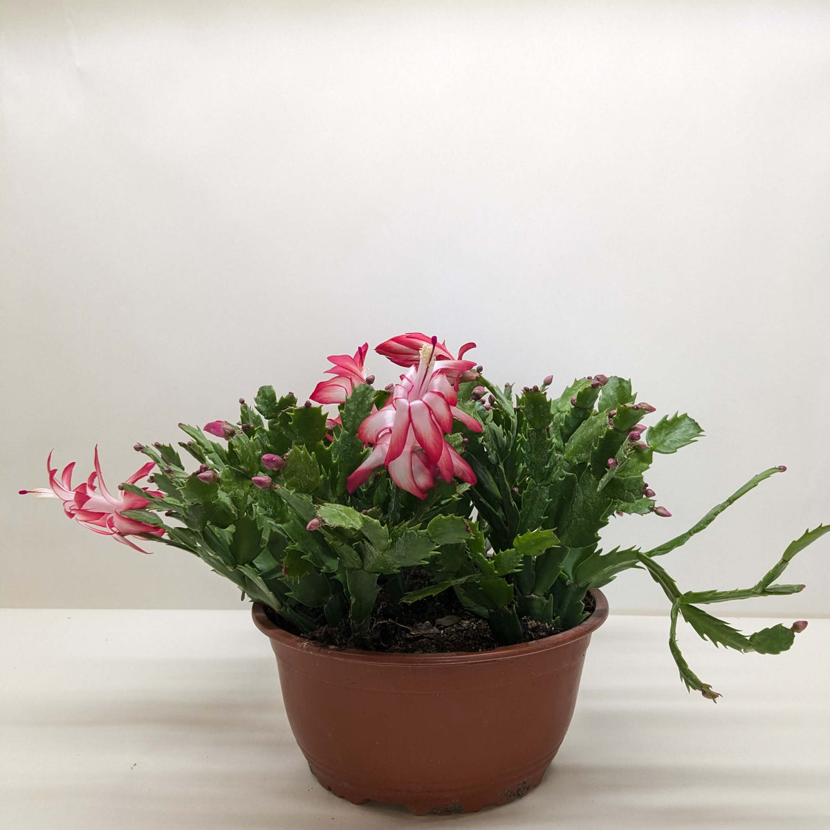 Potted Christmas cactus with pink flowers on a white background