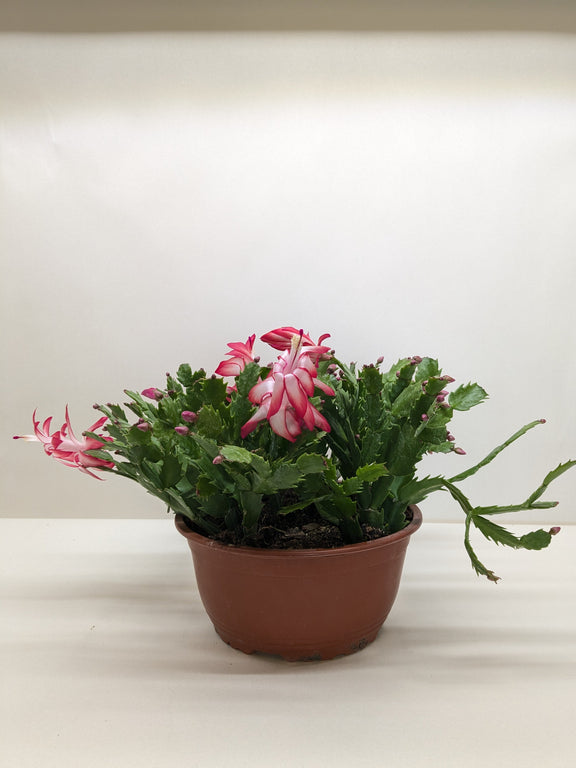 Potted Christmas cactus with pink flowers on a white background