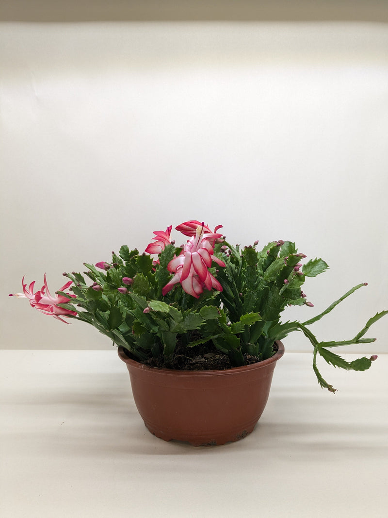 Potted Christmas cactus with pink flowers on a white background