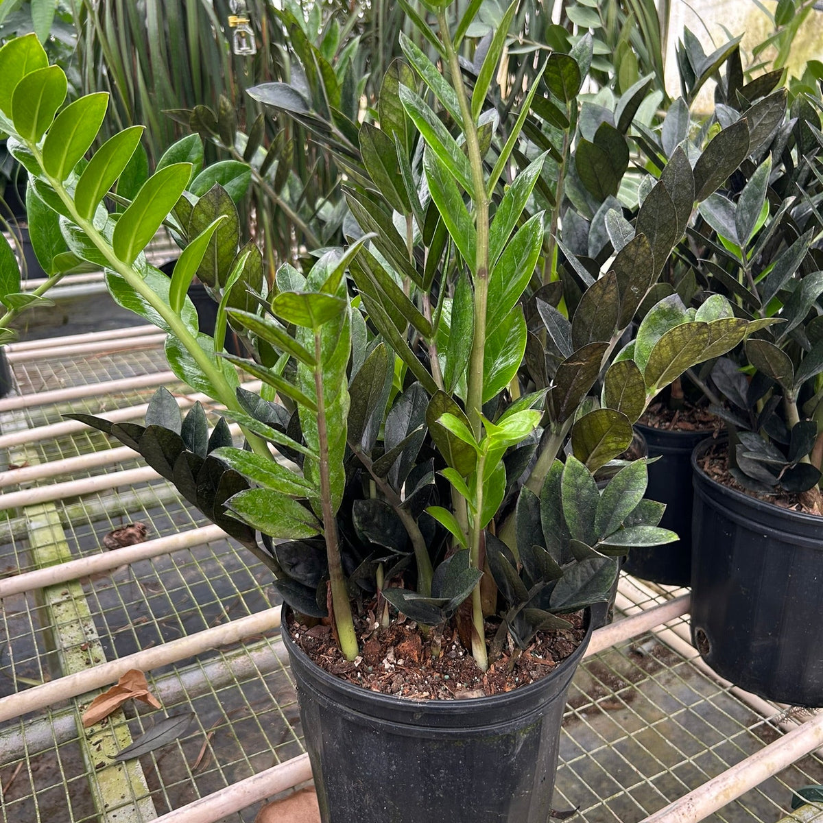 raven zz plant poisonous Black ZZ Plant Raven