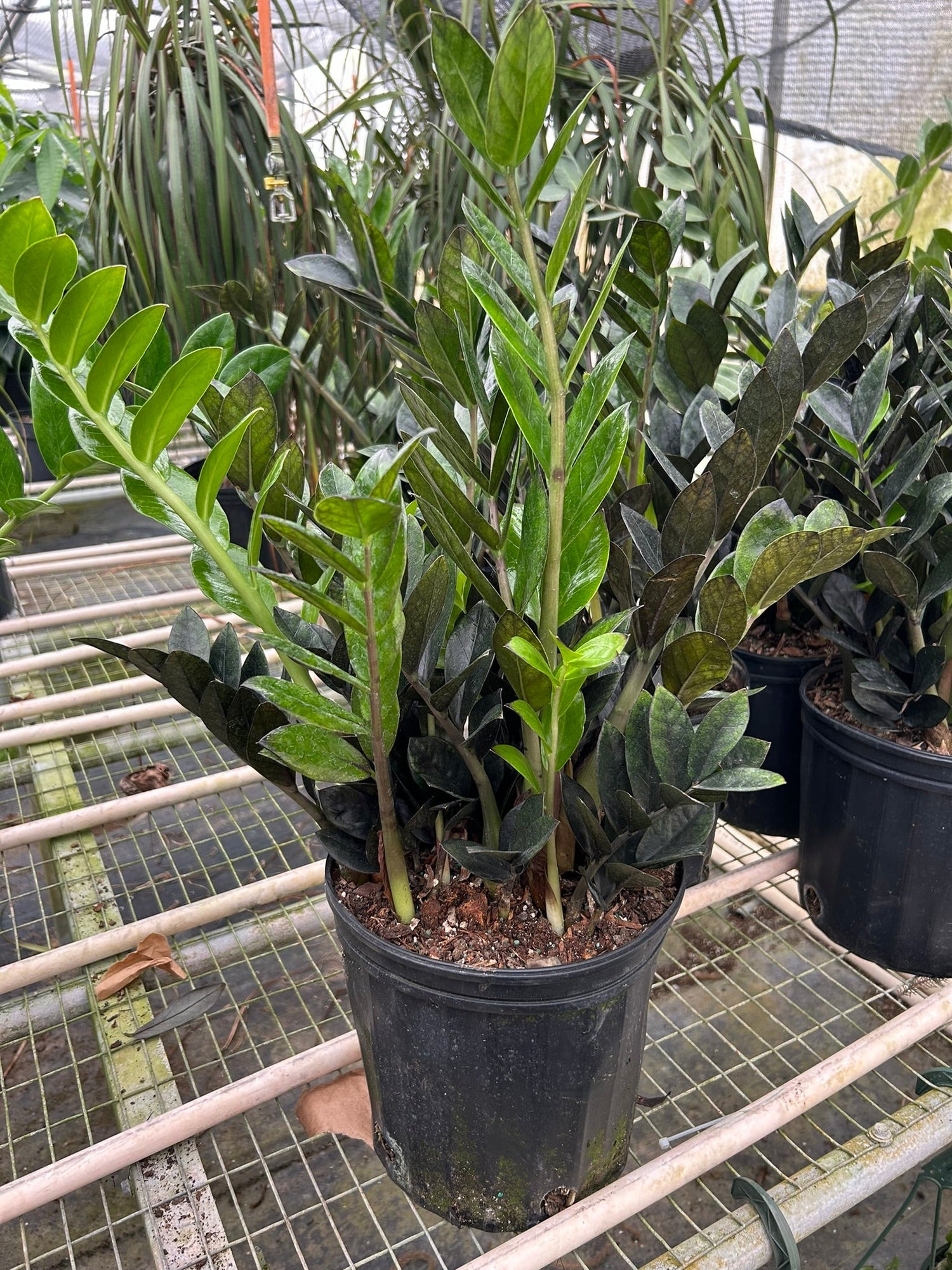 black raven zz plant toxic Black ZZ Plant Raven