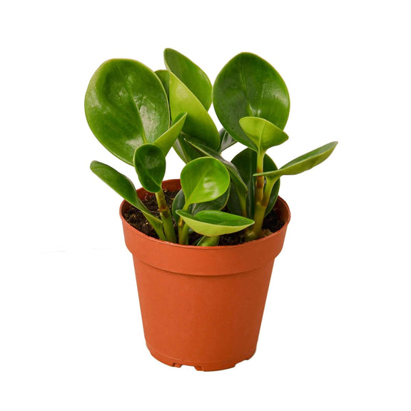 Peperomia Thailand Indoor Plant at All About Planties