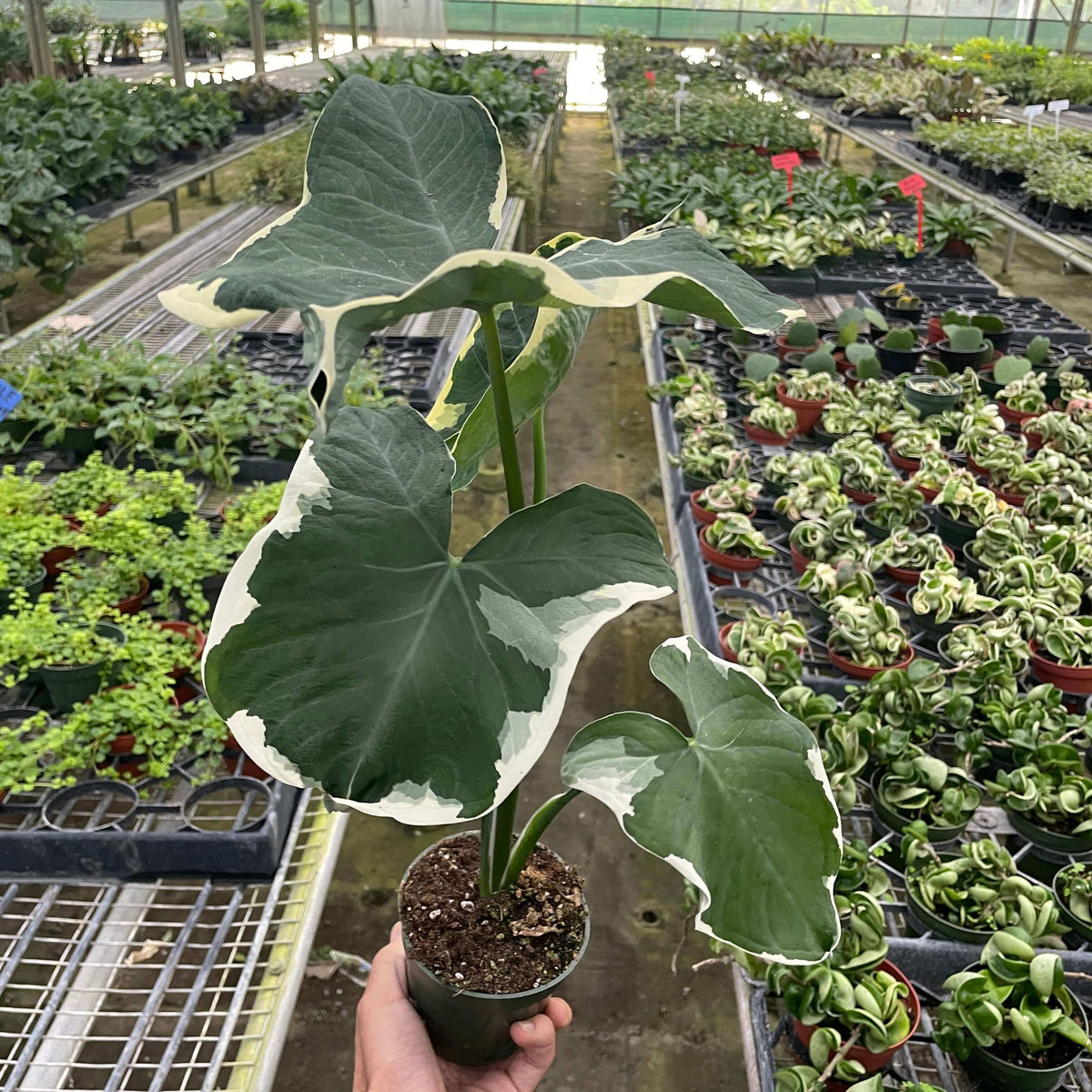 Alocasia Mickey Mouse