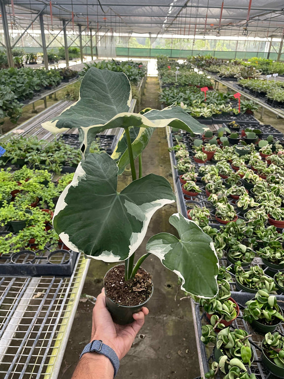 mickey mouse plant indoor Alocasia 'Mickey Mouse' - Rare Variegated Collector Aroid