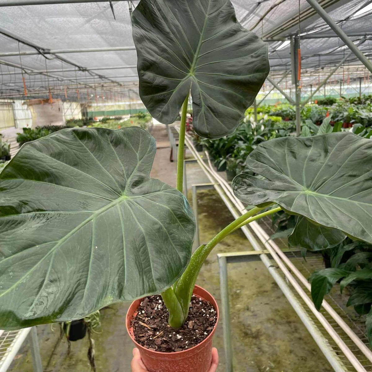 Alocasia 'Regal Shields' in a nursery