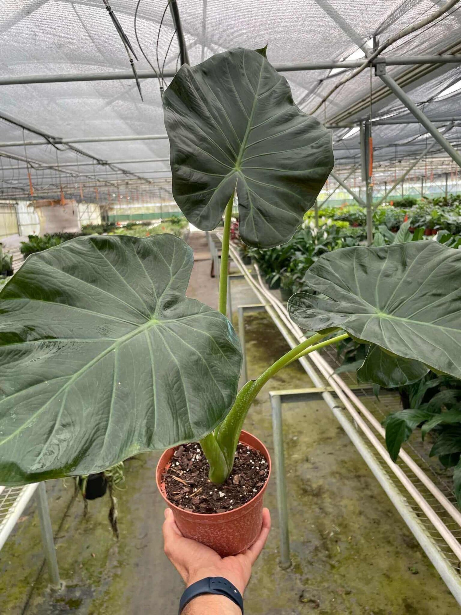 Alocasia 'Regal Shields' in a nursery