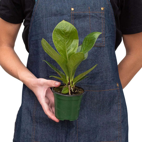 PERSON HOLDING A Anthurium Cobra