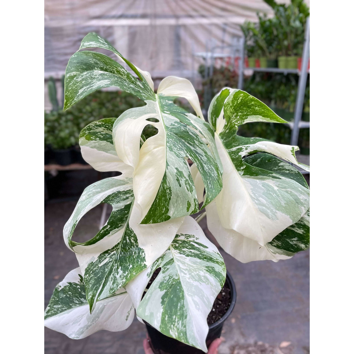 monstera deliciosa albo variegata nz Monstera 'Albo Borsigiana' - Rare White Variegated Collector Plant