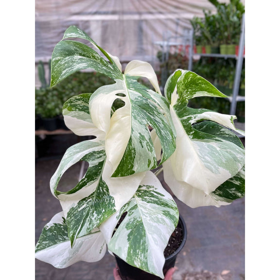 variegated monstera nearby Monstera 'Albo Borsigiana' - Rare White Variegated Collector Plant