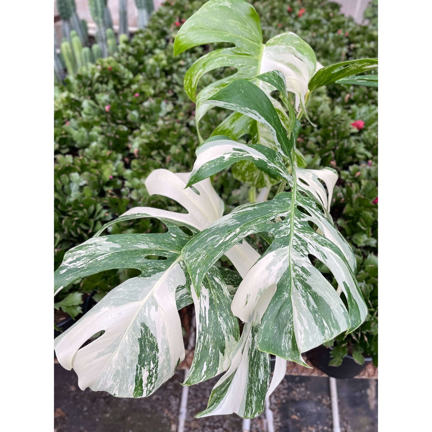 monstera deliciosa borsigiana albo Monstera 'Albo Borsigiana' - Rare White Variegated Collector Plant