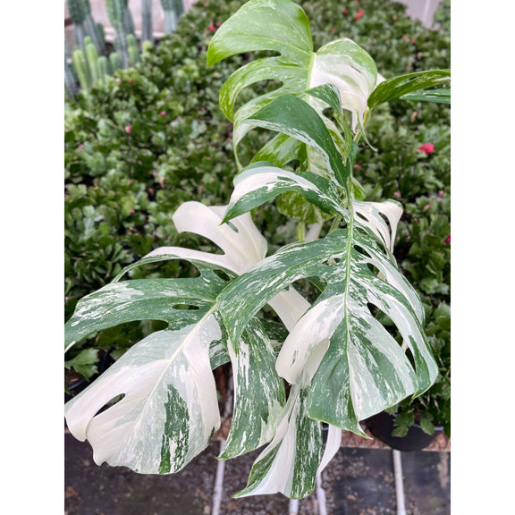 monstera deliciosa green and white Monstera 'Albo Borsigiana' - Rare White Variegated Collector Plant