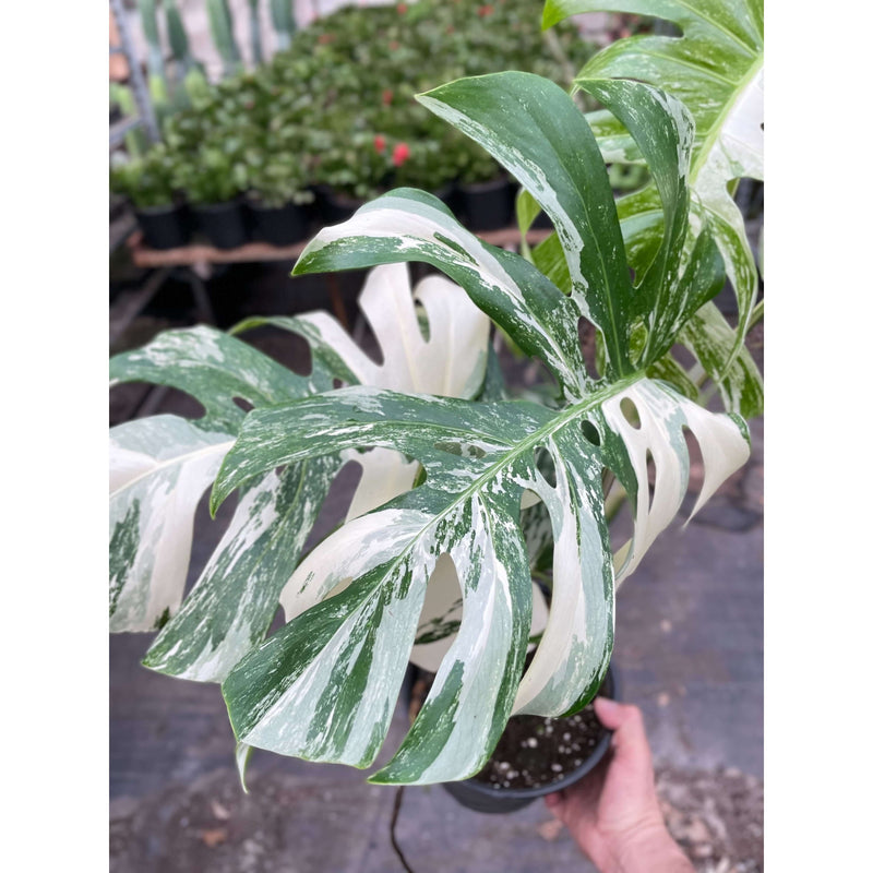 Monstera 'Albo Borsigiana Variegated' | Indoor Plant | All About Planties