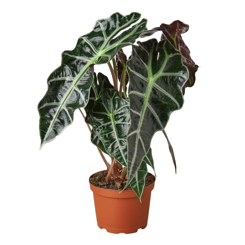 Alocasia Polly 'African Mask' plant with striking green leaves in a brown pot.