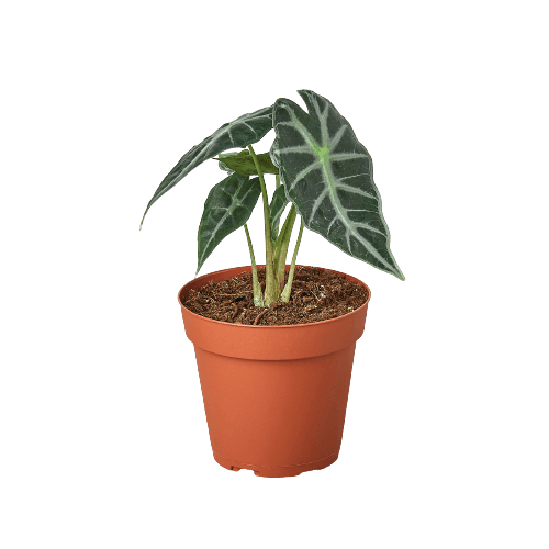 alocasia-bambino-plant