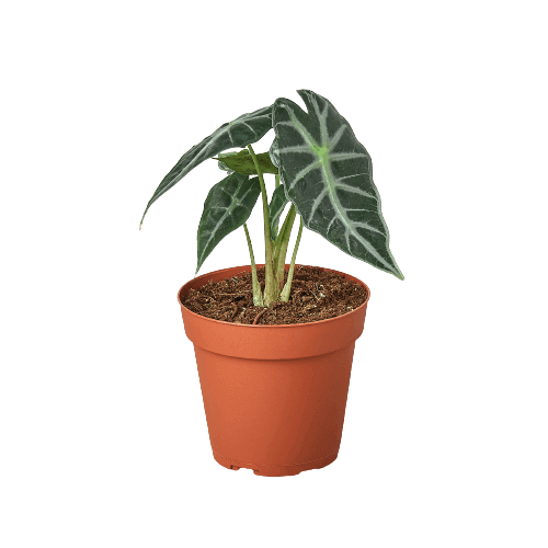 Alocasia Amazonica Bambino in a terracotta pot showcasing its glossy leaves and upright growth habit.