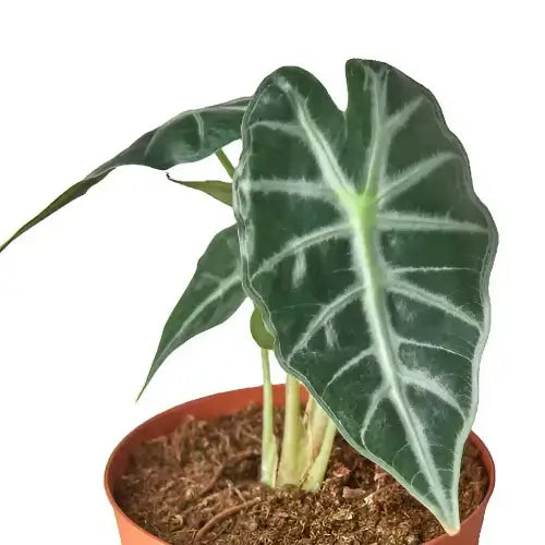 Alocasia Bambino close-up showing glossy green shield-shaped leaf with bold white radiating veins