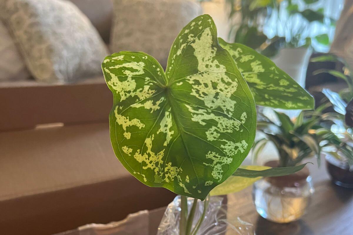 A beautiful Alocasia plant with variegated leaves freshly unboxed, ready to be placed in a new home