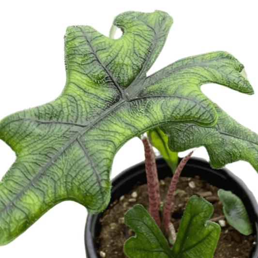 Alocasia Jacklyn plant featuring bold, textured green leaves with dark veins in a pot from All About Planties™