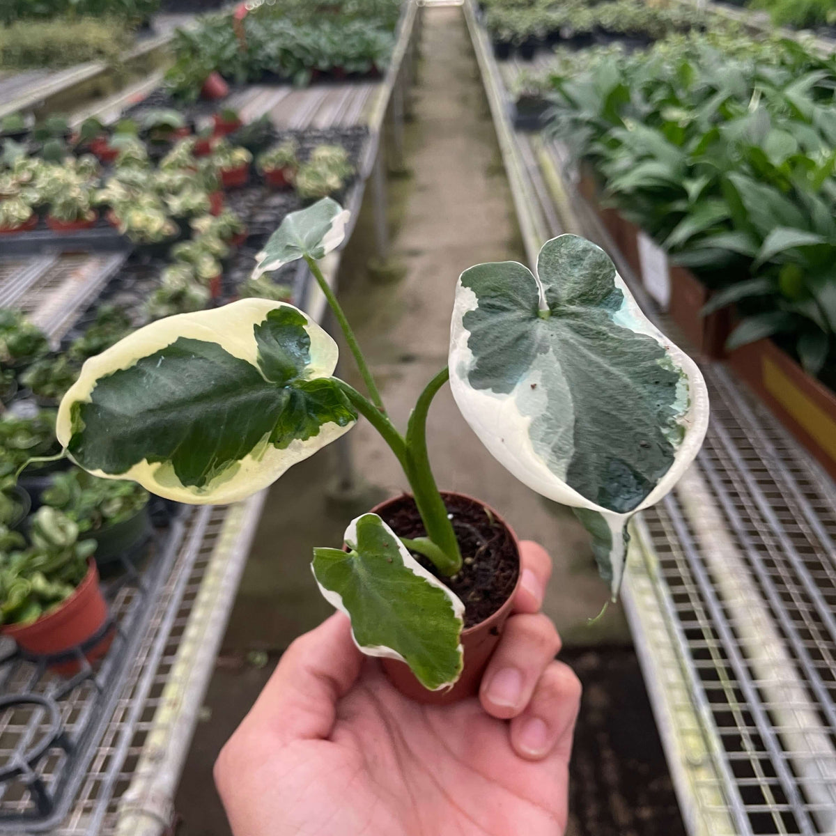 Alocasia Mickey Mouse