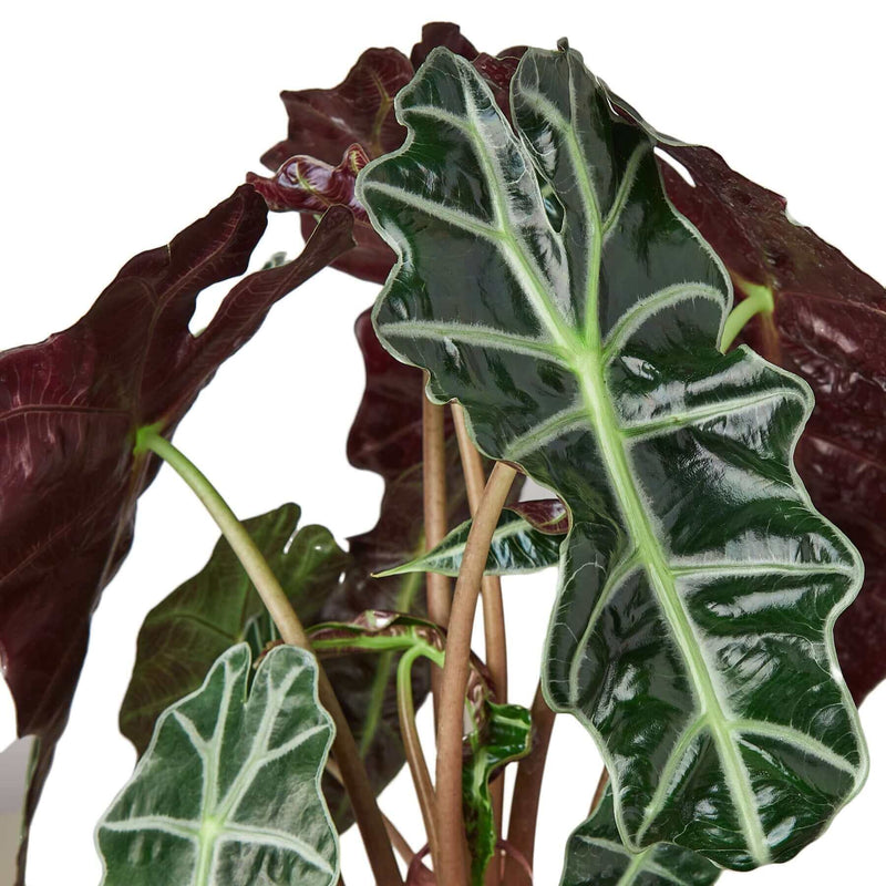 Close-up of Alocasia Polly 'African Mask' leaves showcasing their distinctive rich colors and unique texture.