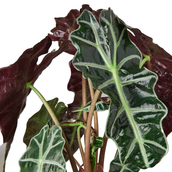 Alocasia Polly 'African Mask' leaves closeup