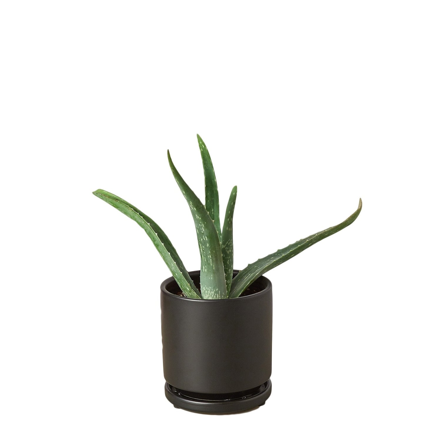 Pre potted Aloe Vera 4inch Black | House Plants