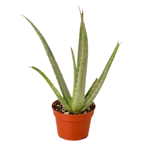 Aloe Vera 4inch pot | All About Planties