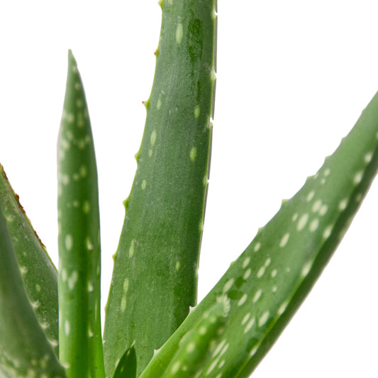 Closeup of Aloe Vera | Succulents