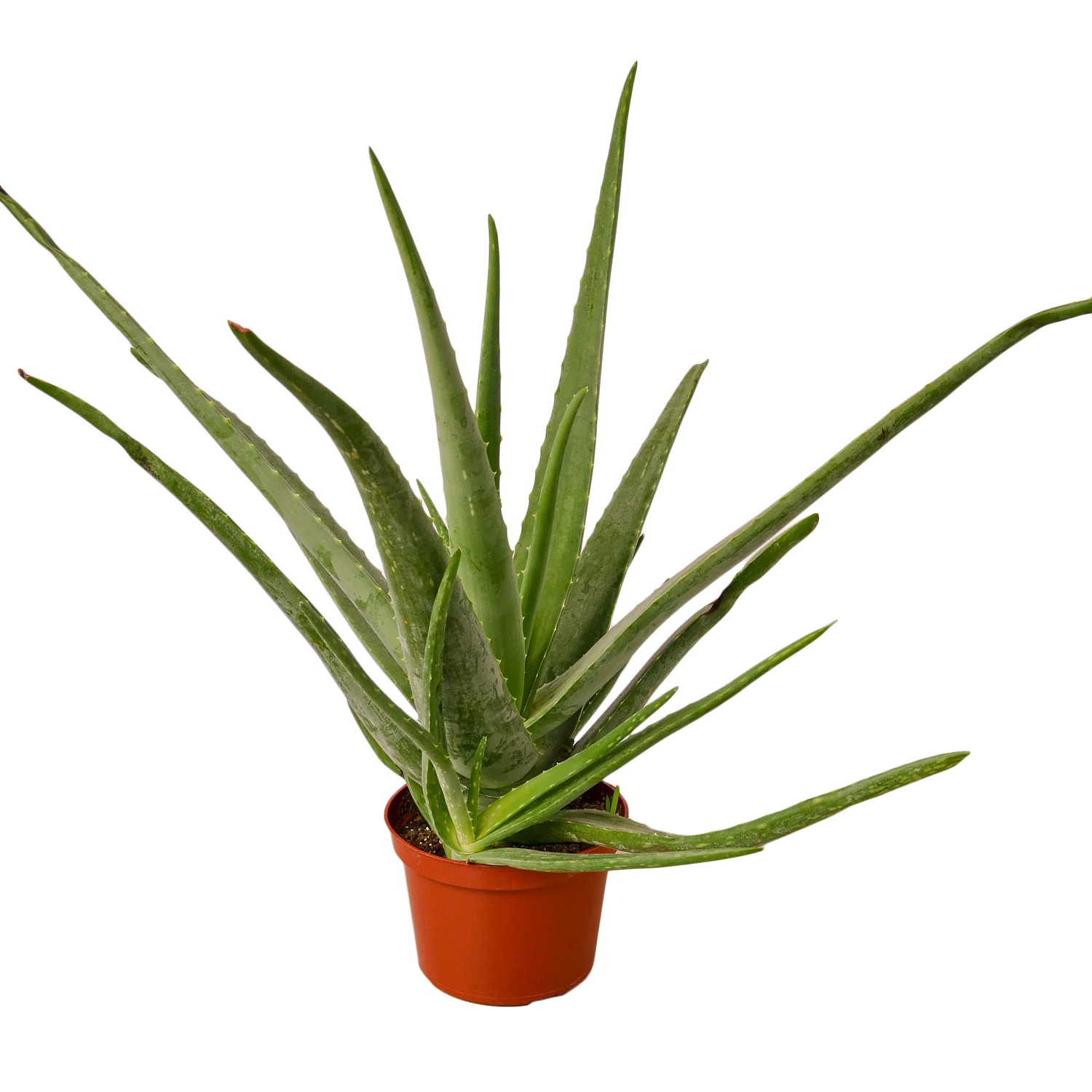 Aloe Vera 6inch pot | All About Planties