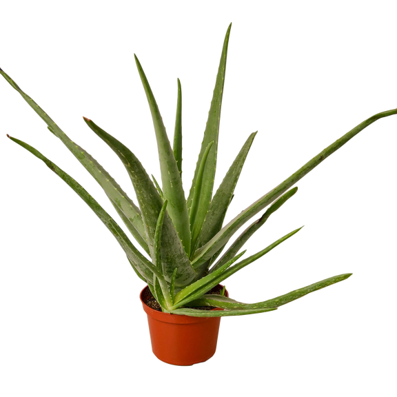 Aloe Vera 6inch pot | All About Planties