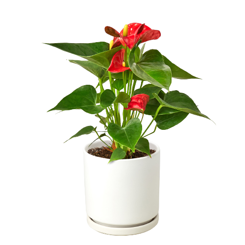 Anthurium Red in white Pot| Tropical Indoor Plant | All About Planties