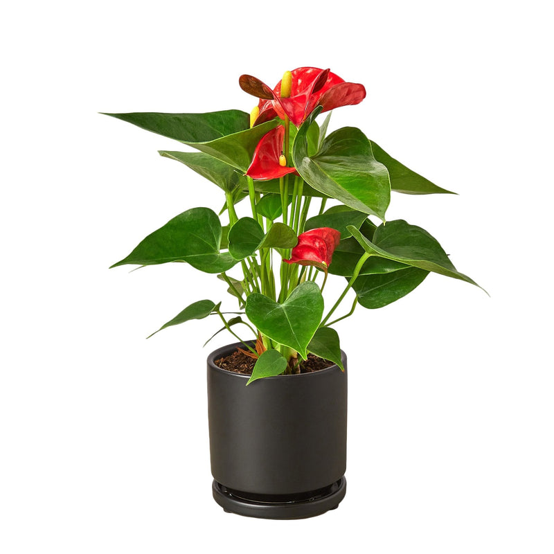 Anthurium Red in Black Pot| Tropical Indoor Plant | All About Planties