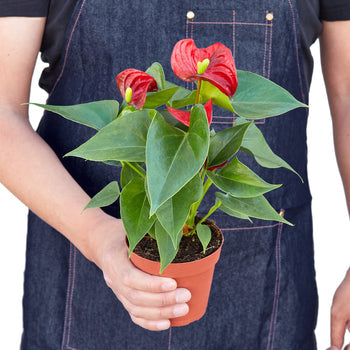 Person holding an Anthurium Red | Tropical Indoor Plant | All About Planties