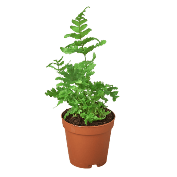 Autumn Fern potted in terra cotta pot