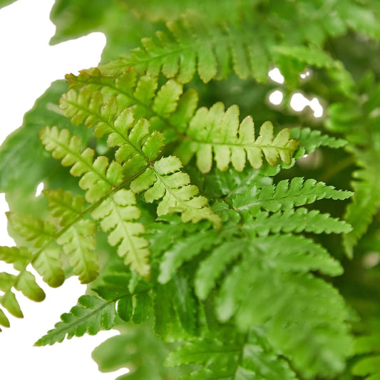 Close-up Autumn Fern plant