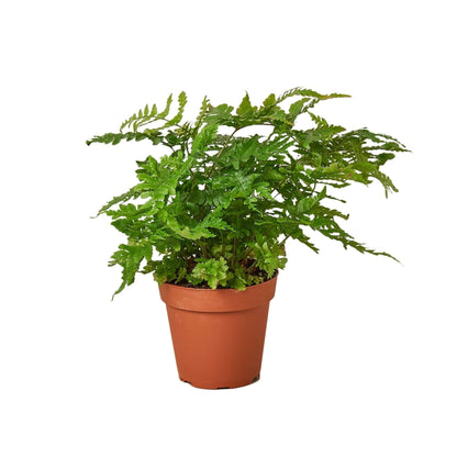 Autumn Fern potted in terra cotta pot | All About Planties